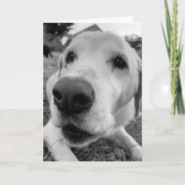 Spaß und bis nahen Ed der alte gelbe Labrador Karte