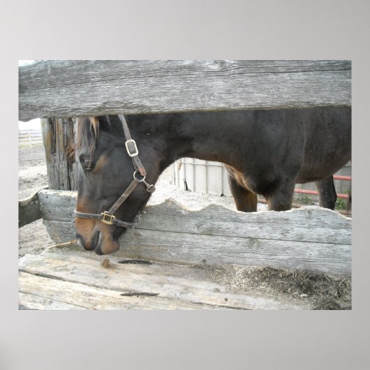 Spaß von Zuchtpferden Poster (Vorne)