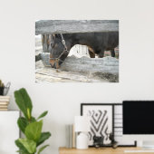 Spaß von Zuchtpferden Poster (Heimbüro)