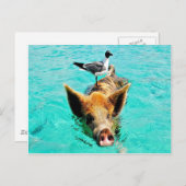 Spaß zusammen staniel Cayschwimmenschwein-Seemöwe Postkarte (Vorne/Hinten)