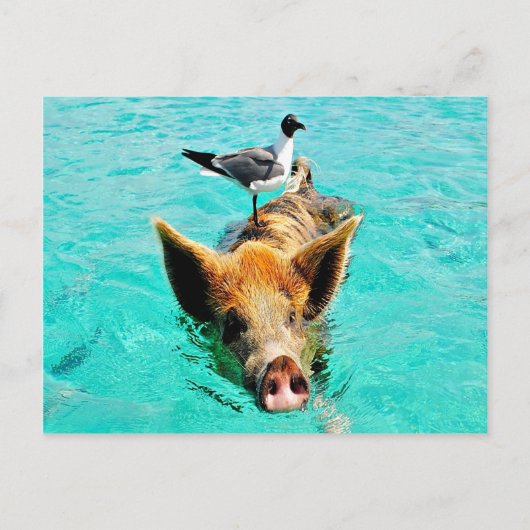 Spaß zusammen staniel Cayschwimmenschwein-Seemöwe Postkarte (Vorderseite)