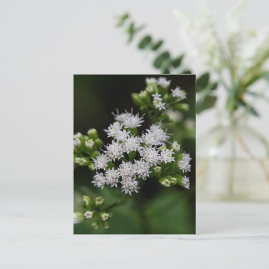 Spätblühende Boneset Weiße Wildblume Postkarte (Stehend Vorderseite)