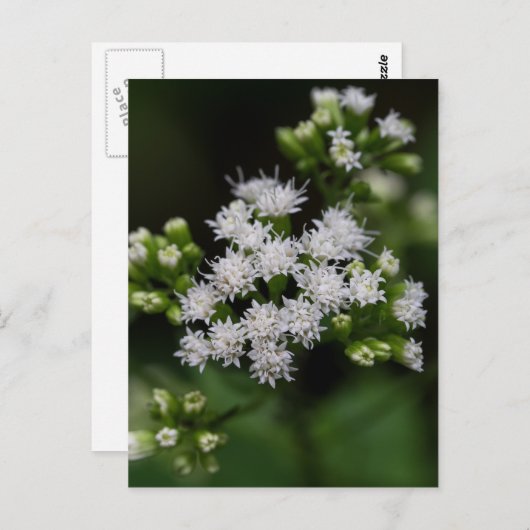 Spätblühende Boneset Weiße Wildblume Postkarte (Vorne/Hinten)