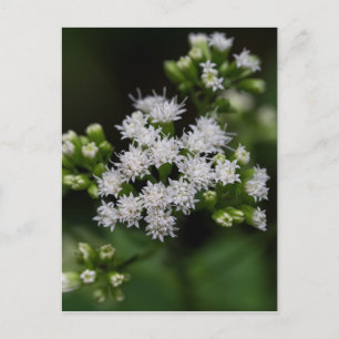 Spätblühende Boneset Weiße Wildblume Postkarte