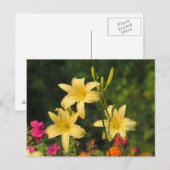 Späte Sommer-Taglilien Postkarte (Vorne/Hinten)