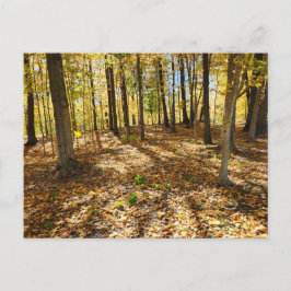 Später Fall im Wald Postkarte