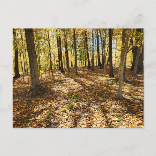 Später Fall im Wald Postkarte (Vorderseite)