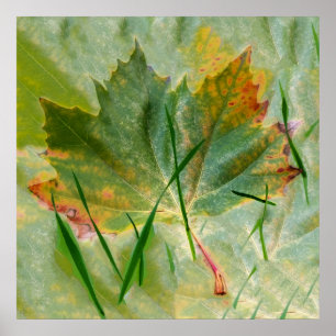 Später Herbst Poster