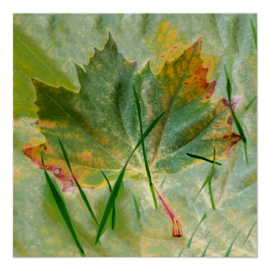 Später Herbst Poster (Vorderseite)