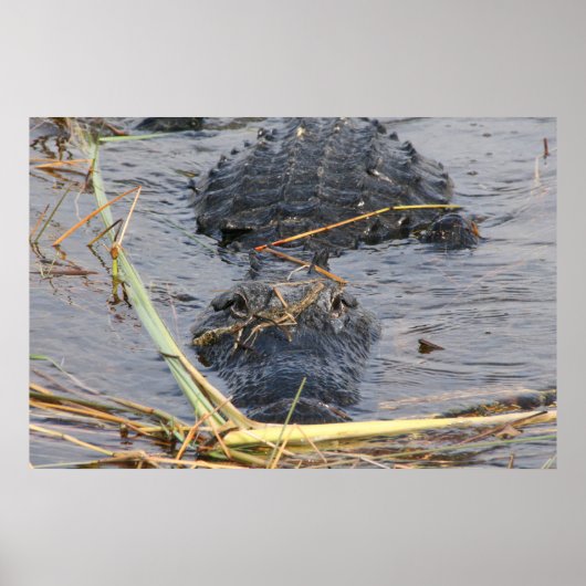 Spätere Alligator sehen Poster (Vorne)
