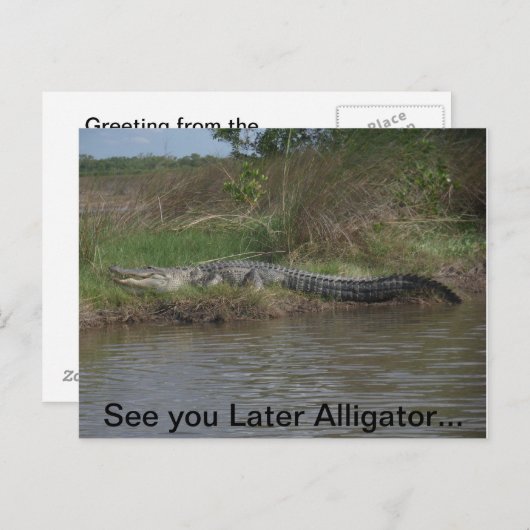 Spätere Alligator sehen Postkarte (Vorne/Hinten)