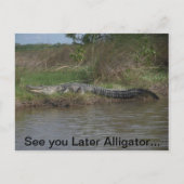 Spätere Alligator sehen Postkarte (Vorderseite)