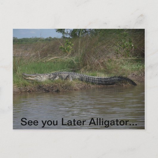 Spätere Alligator sehen Postkarte (Vorderseite)