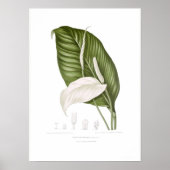 Spathiphyllopsis minahassae poster (Vorne)