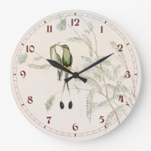 Spathura Peruana Hummingbirds by John Gould