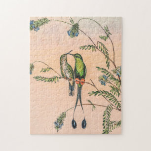 Spathura Peruana Kolibris von John Gould Puzzle