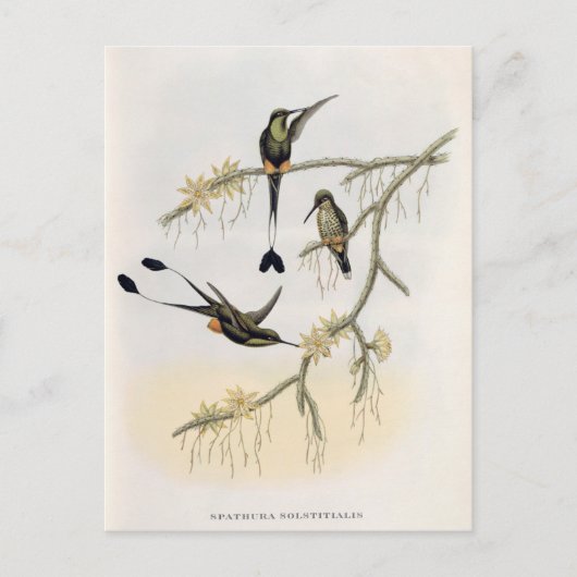 Spathura Solstitialis Postkarte (Vorderseite)