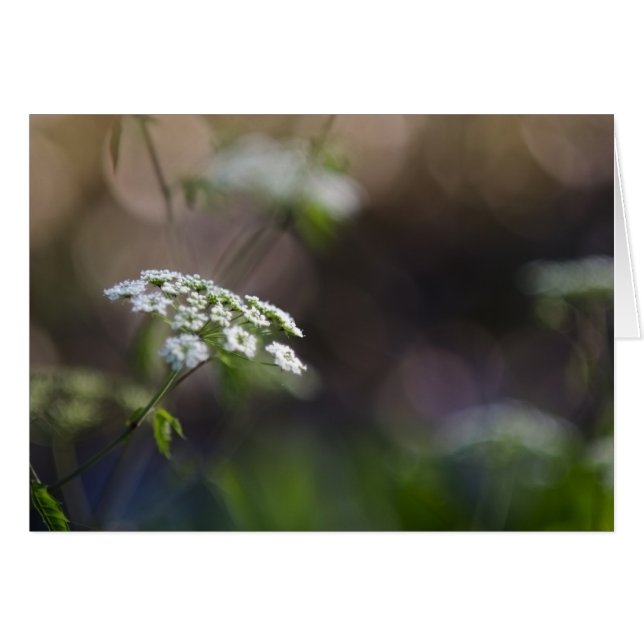 Spätsommer-Spitze (Vorderseite (Horizontal))