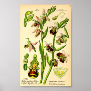 Spätspinne Orchid (Ophrys fuciflora) Poster