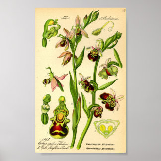 Spätspinne Orchid (Ophrys fuciflora) Poster