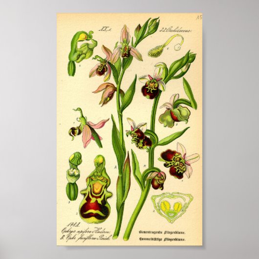 Spätspinne Orchid (Ophrys fuciflora) Poster (Vorne)