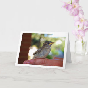 Spatz auf dem Finger Karte