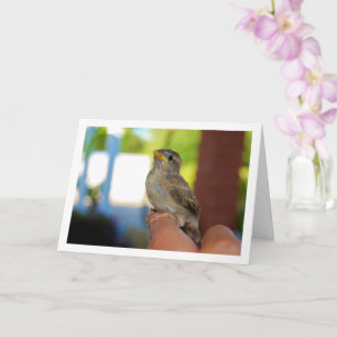 Spatz auf dem Finger Karte