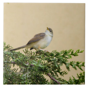 Spatz fliese