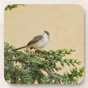 Spatz Getränkeuntersetzer