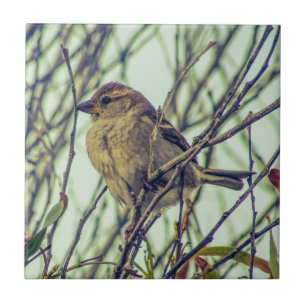 Spatz im Baum Fliese