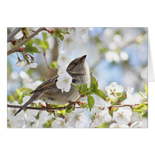 Spatz in den Kirschblüten