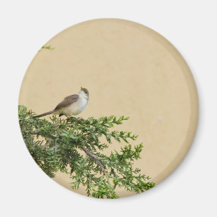 Spatz Magnet