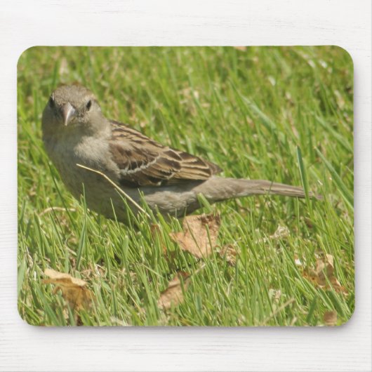 Spatz Mousepad (Vorne)