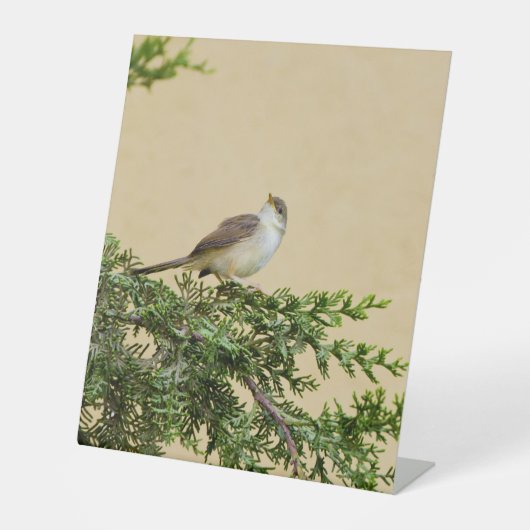 Spatz  sockelschild (Vorderseite)