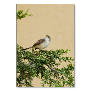 Spatz Tischnummer