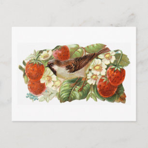 Spatz u. rote Erdbeeren - Vintage Illustration Postkarte