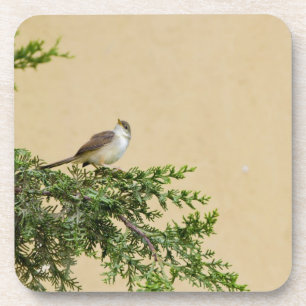 Spatz Untersetzer