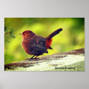 Spatz-Vogel-Sitzposter Poster