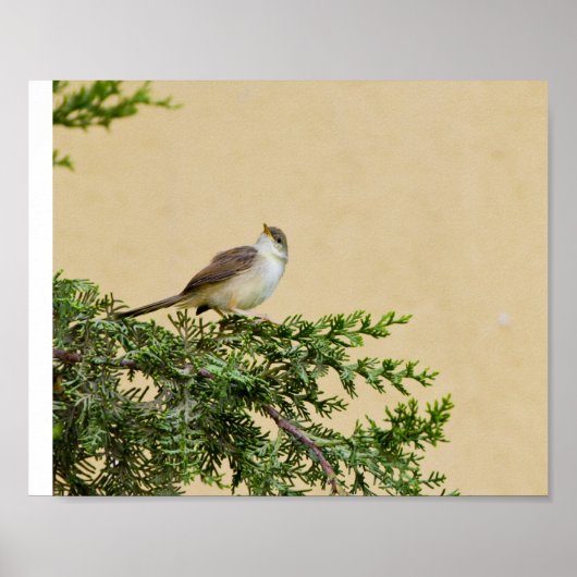 Spatzen Postkarte Poster (Vorne)