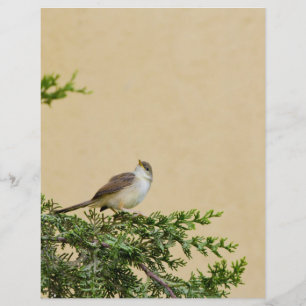Spatzen-Vogel-Fotografie Flyer