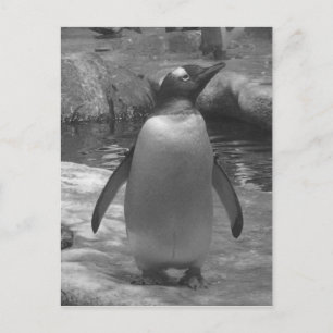 Spatzen von Leslie-Paprikaschoten Postkarte
