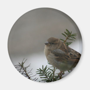 Spatzen-Weihnachten Magnet