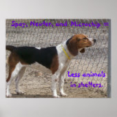 Spay, Neuter, Mikrochip Poster (Vorne)
