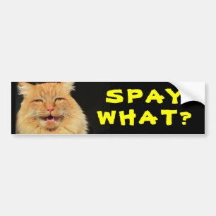Spay Was? Lustiges Katzen-Meme Autoaufkleber