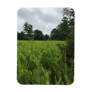 Spazieren Sie durch den Wald, Chester, South Carol Magnet