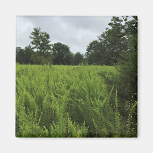 Spazieren Sie durch den Wald, Chester, South Carol Magnet