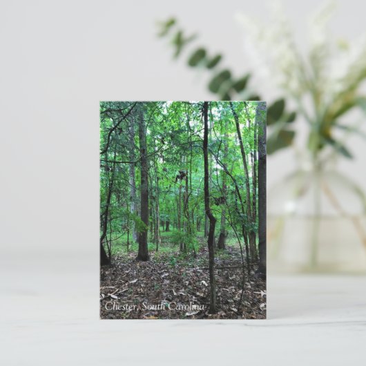 Spazieren Sie durch den Wald, Chester, South Carol Postkarte (Stehend Vorderseite)