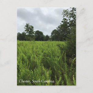Spazieren Sie durch den Wald, Chester, South Carol Postkarte