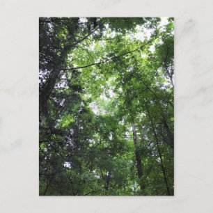 Spazieren Sie durch den Wald, Chester, South Carol Postkarte