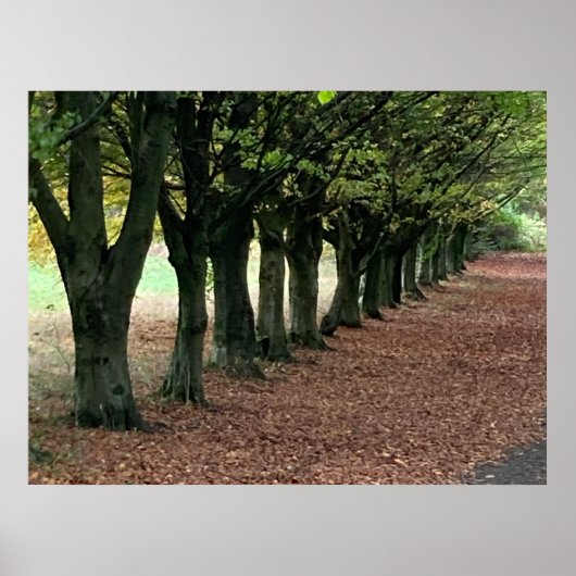 Spazieren Sie durch den Wald Poster (Vorne)